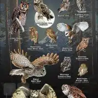 Owls of Wyoming poster print