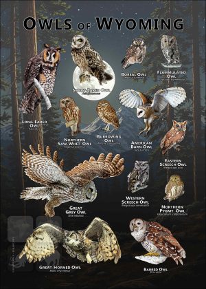 Owls of Wyoming poster print