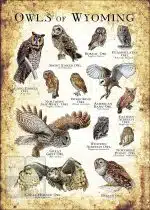 Owls of Wyoming Poster Print - Image 3