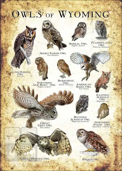 Owls of Wyoming Poster Print - Image 3