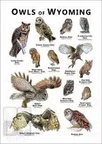 Owls of Wyoming Poster Print - Image 2