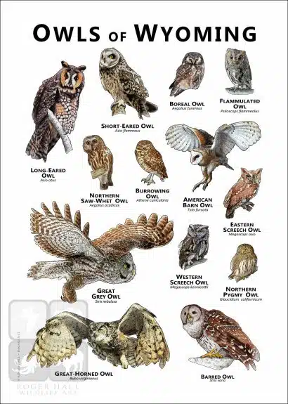 Owls of Wyoming Poster Print - Image 2