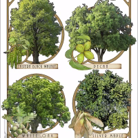 Poster design featuring types of tree species native to Illinois