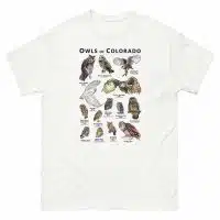 Owls of Colorado