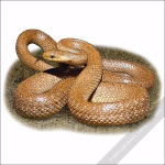 Aesculapian Snake drawing