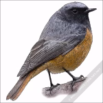 Black Redstart drawing
