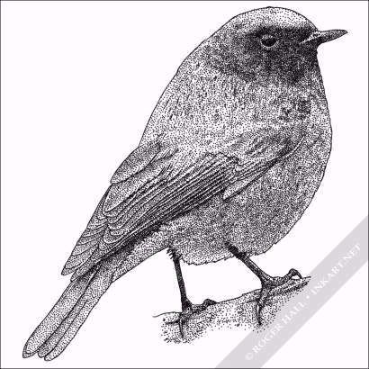 Black Redstart - Signed Fine Art Print - Image 2