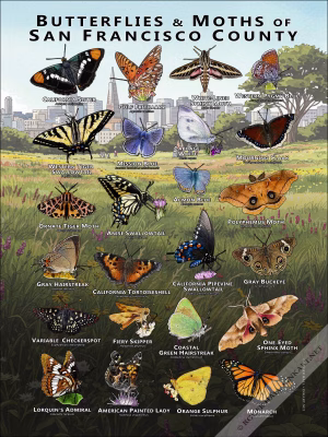 Butterflies and Moths of San Francisco County, California poster print
