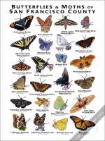 Butterflies and Moths of San Francisco County Poster Print - Image 2