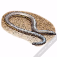 California Legless Lizard illustration