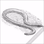 California Legless Lizard - Signed Fine Art Print - Image 2
