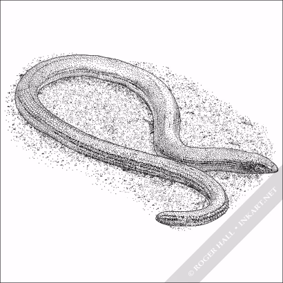 California Legless Lizard - Signed Fine Art Print - Image 2