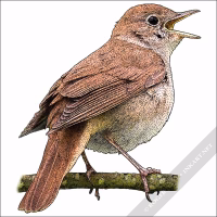 Common Nightingale illustration