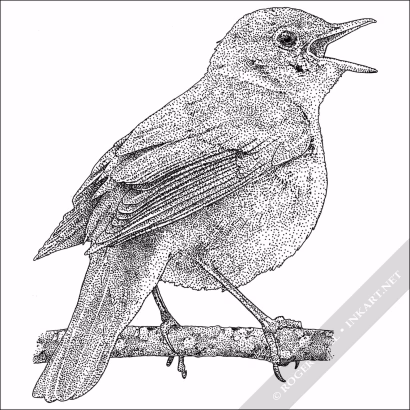 Common Nightingale - Signed Fine Art Print - Image 2