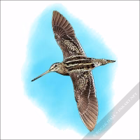 Common Snipe illustration
