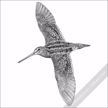 Common Snipe Signed Fine Art Print - Image 2
