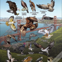 Diurnal Raptors of the San Francisco Bay Area poster print