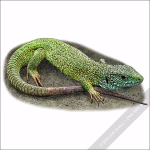 European Green Lizard illustration