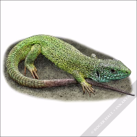 European Green Lizard illustration
