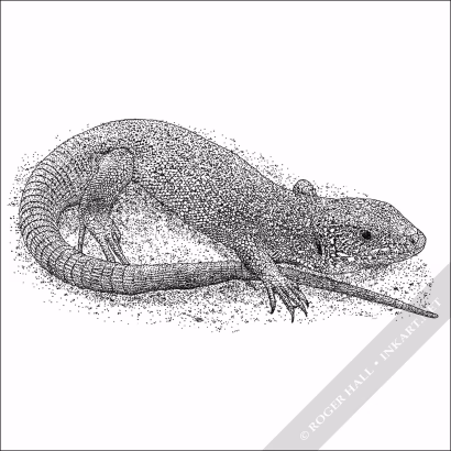 European Green Lizard - Signed Fine Art Print - Image 2