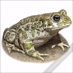 European Green Toad drawing