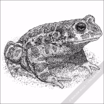 European Green Toad - Signed Fine Art Print - Image 2