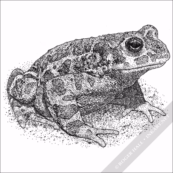European Green Toad - Signed Fine Art Print - Image 2