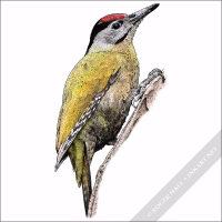Gray-Headed Woodpecker illustration