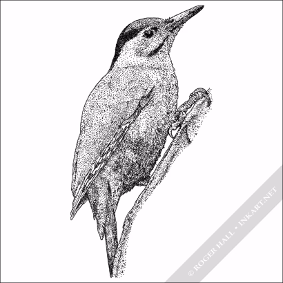 Gray-Headed Woodpecker - Signed Fine Art Print - Image 2