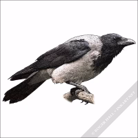 Hooded Crow illustration