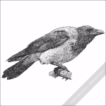 Hooded Crow - Signed Fine Art Print - Image 2