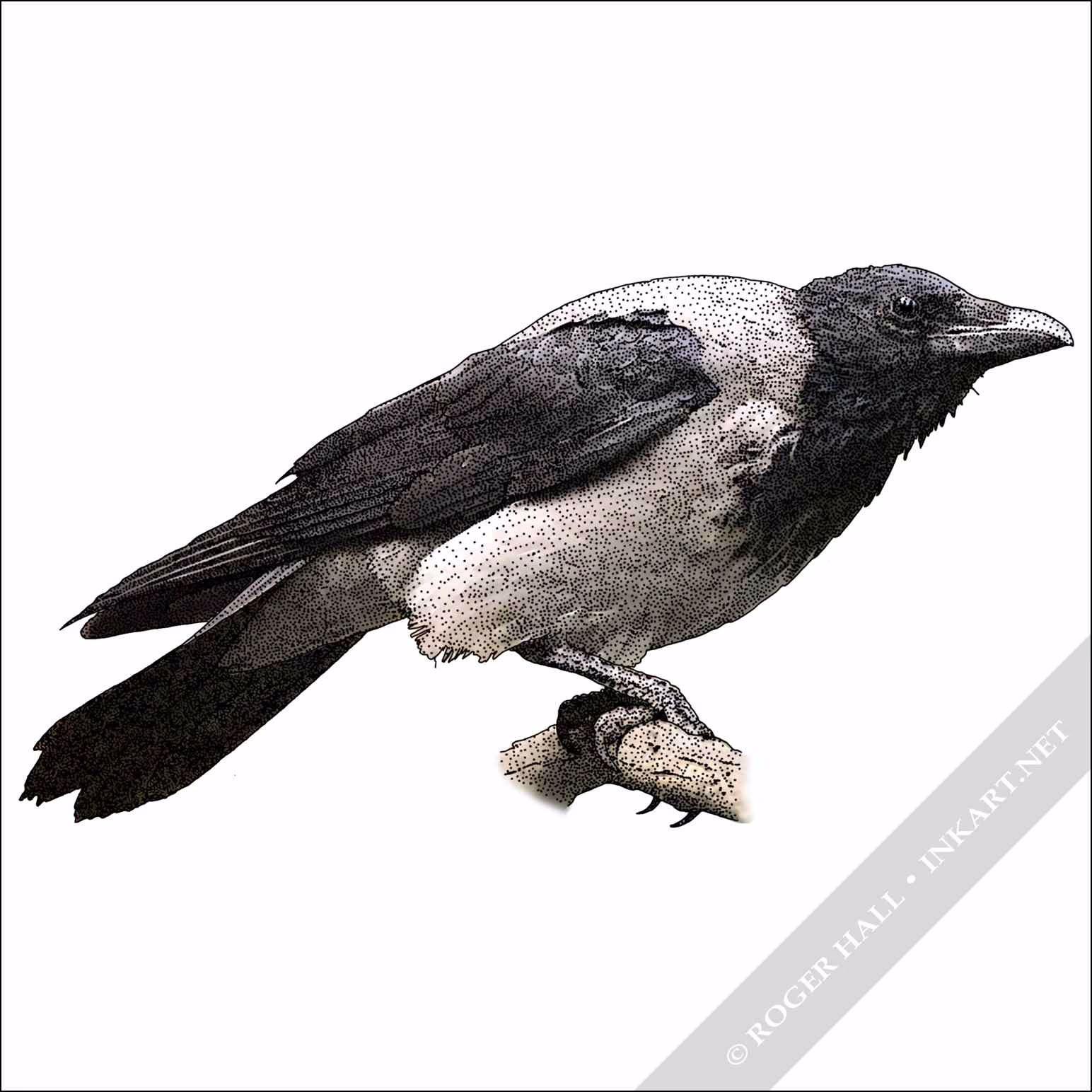 Hooded Crow Hooded Crow illustration