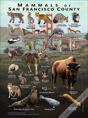 Mammals of San Francisco County, California poster print