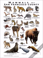 Mammals of San Francisco County Poster Print - Image 2