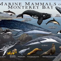 Poster design featuring various species of marine mammals found in Monterey Bay, California