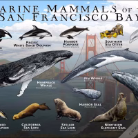Poster design featuring various species of marine mammals found in the area of the San Francisco Bay