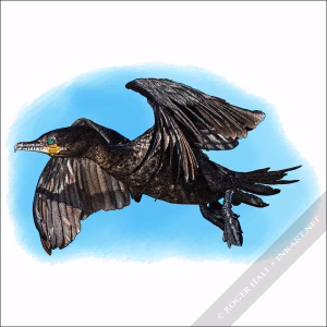 Neotropic Cormorant drawing