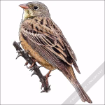 Ortolan Bunting illustration