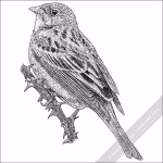 Ortolan Bunting - Signed Fine Art Print - Image 2