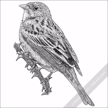 Ortolan Bunting - Signed Fine Art Print - Image 2