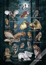 Owls of British Columbia poster print