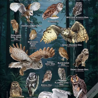Owls of British Columbia poster print