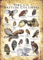 Owls of British Columbia Poster Print - Image 3