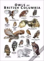 Owls of British Columbia Poster Print - Image 2