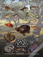 Poster design featuring various species of Reptiles & Amphibians of San Francisco County
