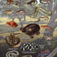 Poster design featuring various species of Reptiles & Amphibians of San Francisco County