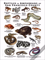 Reptiles & Amphibians of San Francisco County Poster Print - Image 2