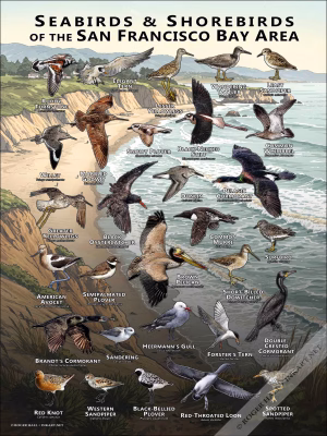 Seabirds & Shorebirds of the San Francisco Bay Area poster print