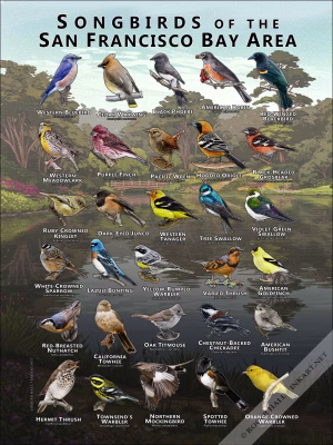 Songbirds of the San Francisco Bay area poster print
