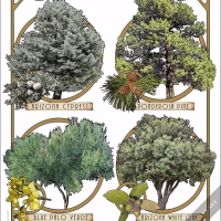 Poster design featuring types of tree species native to Arizona